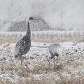 White-naped cranes look for food in heavy snow on a rice paddy in Cheorwonl, South Korea